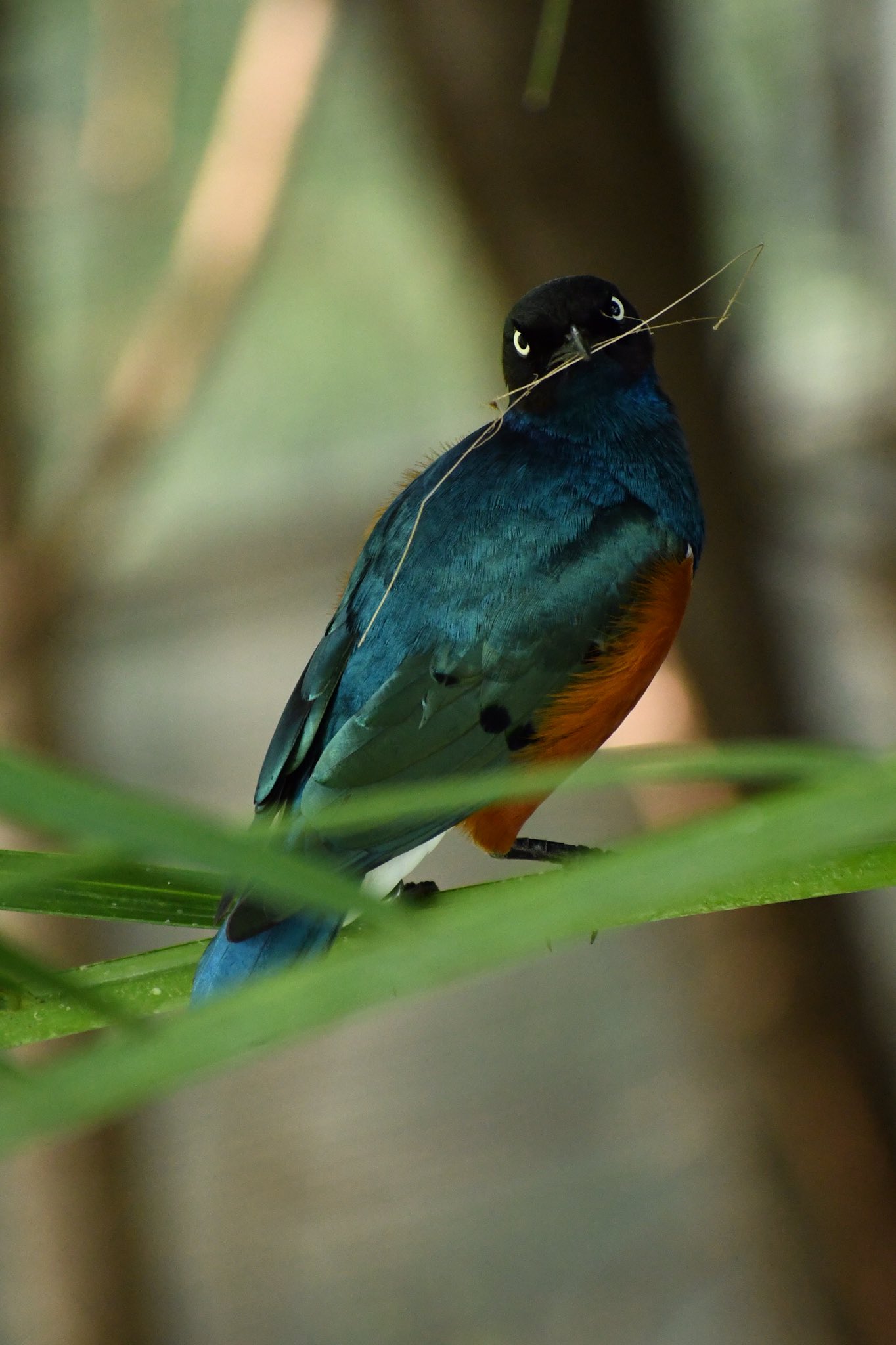 Talisman 撮影中に目が合ったツキノワテリムクさんです 東アフリカに生息しているスズメ目ムクドリ科に分類される鳥類の一種だそう Wikipedia先生より ツキノワテリムク 千葉市動物公園 T Co Foswsfgril Twitter