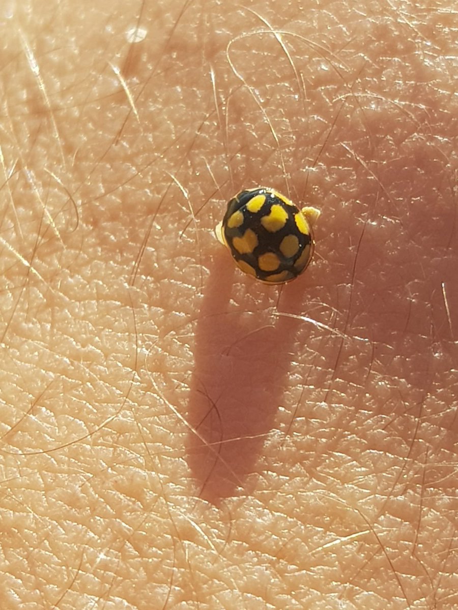 _Crixtiana_'s tweet photo. Esta é a joaninha da sorte, rtt para teres uma boa notícia este mês. https://t.co/Jiig9aUM8S