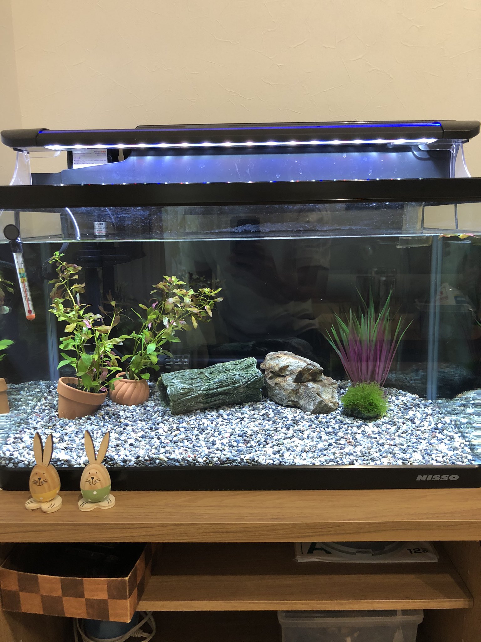 Mb 水槽のメダカちゃんを屋外の睡蓮鉢に移動 空っぽになった水槽を掃除したら めちゃ綺麗 次はどんなお魚を迎え入れようかな T Co Xyibkbj460 Twitter