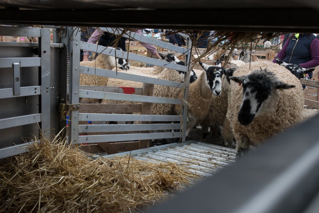 scirebroc's tweet photo. Geese herding, sheep judging, brass bands and, of course, the world famous Masham Sheep Racing! Photos ยฉ Simon Hill / GAMMA Photos #mashamsheepfair #masham #geeseherding #sheepfair #brassbands #sheepracing https://t.co/DAAIERrvya