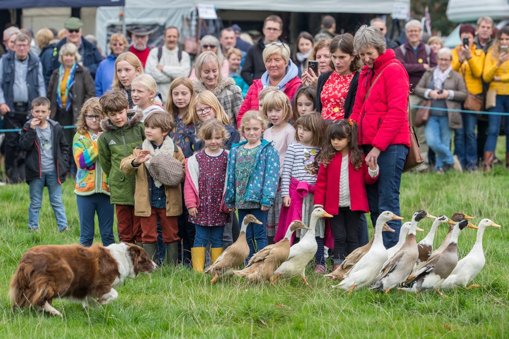 scirebroc's tweet photo. Geese herding, sheep judging, brass bands and, of course, the world famous Masham Sheep Racing! Photos ยฉ Simon Hill / GAMMA Photos #mashamsheepfair #masham #geeseherding #sheepfair #brassbands #sheepracing https://t.co/DAAIERrvya
