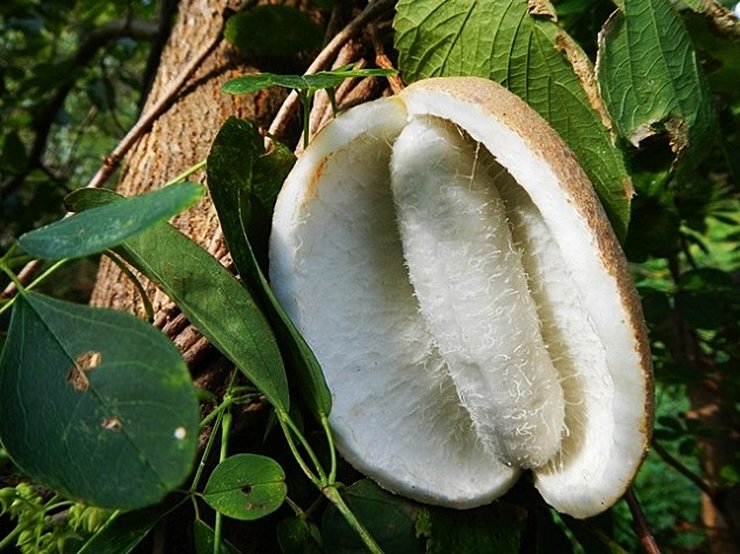 한국인들은 잘 모르는 한국 토종 열매인 으름

맛은 바나나와 비슷하다고 함