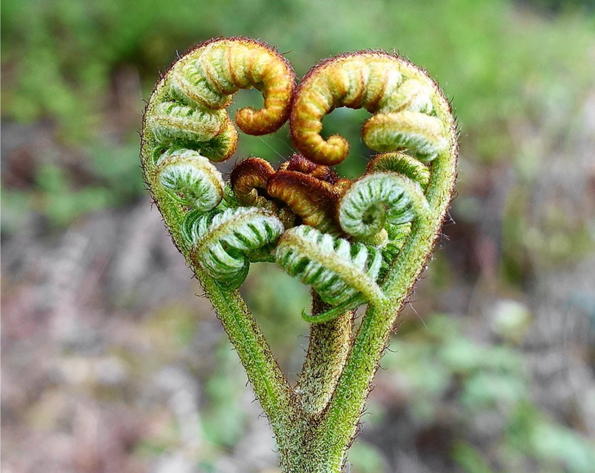 human-nature tweet media