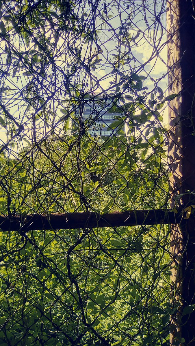 fers3rker's tweet photo. Jungle lost in the city / Jungla pérdida en la ciudad
#Managua  #Nicaragua 
#Nature #City #GreenZone
#Naturaleza #Ciudad #ZonaVerde
https://t.co/duUVoMhHqF https://t.co/N4j2Y59sXA
