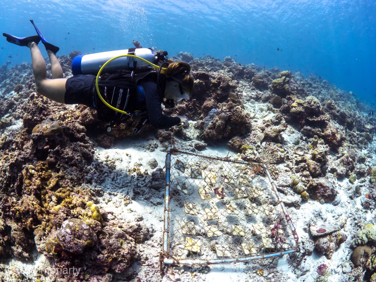 As part of our #coralrestoration project we monitor coral recruitment b/w our sites to see whether the freshly planted corals attract baby corals. @marentoor is cleaning the temp & light loggers on a crystal clear day in the #Maldives @dmbeckerr @velaa_island