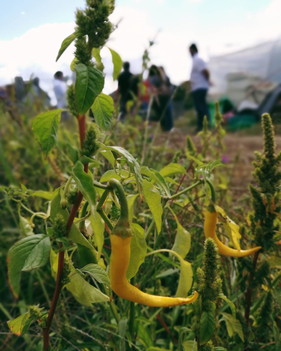 Estos ajíes eran amarillos pero picaban más que algunos rojos.

🌿 🌶️ #agriculturasostenible #sostenible #vegetable #frutasyverduras #camposfelices #lafincadeloscuervos #huertagallega