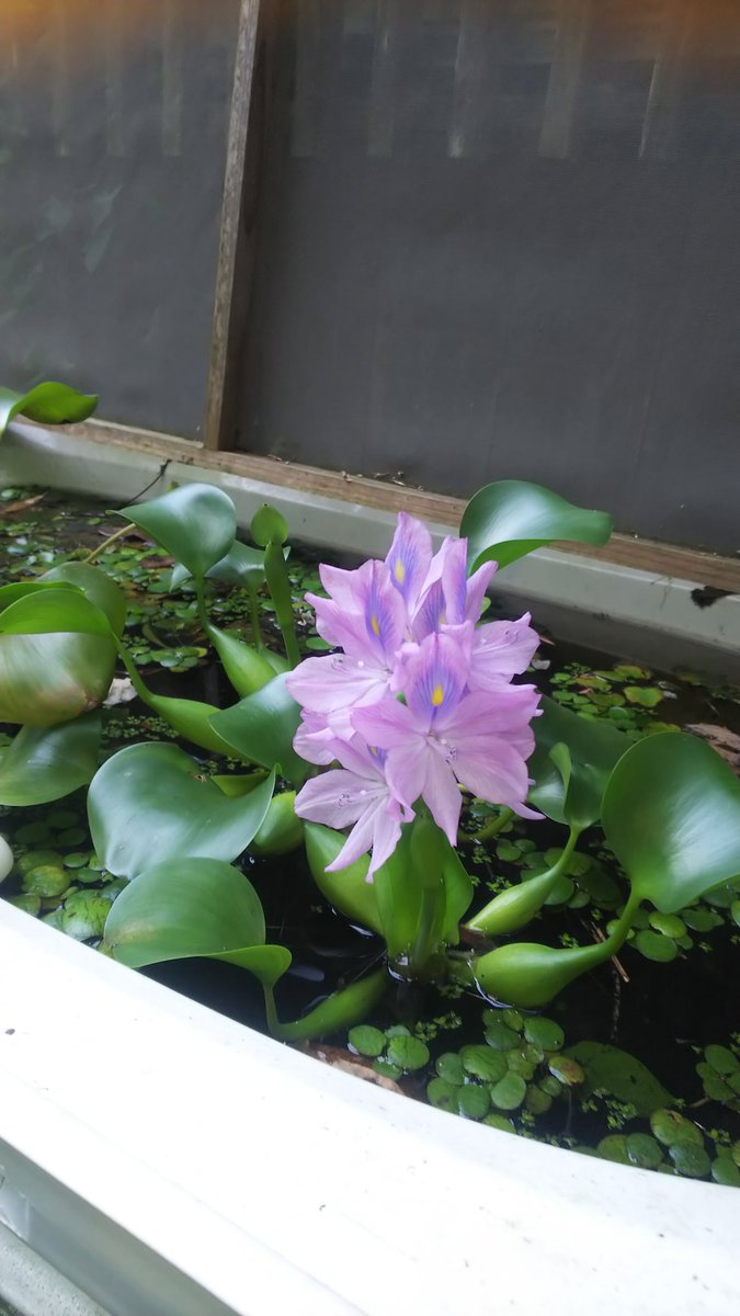ほてい草 ほてい草