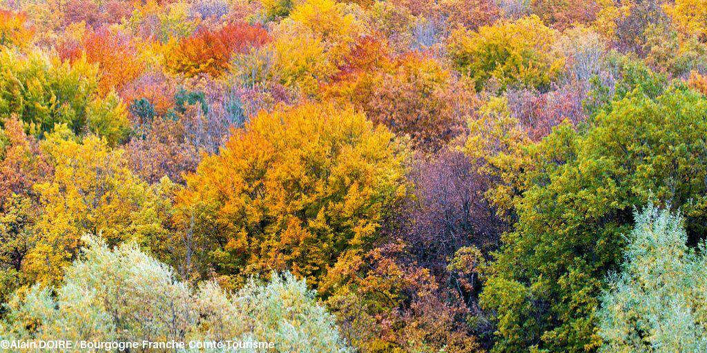 nievre_tourisme's tweet photo. [L’Automne c’est en Bourgogne 🍁🍂] 
À tous ceux qui aiment marcher dans les feuilles, craquez pour la forêt du 📍Morvan
#Nievretourisme #NaturePhotography #LAutomneCestenBourgogne🍂

Toutes nos offres Automne ici : https://t.co/a5LMG592Rj https://t.co/HCIS2Vj5Yg