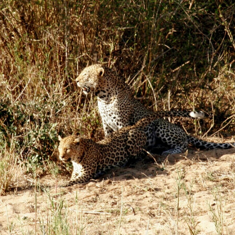 KWSafaris's tweet photo. MATING LEOPARDS!
#RightTimeRightPlace !! 

#unexpected #leopard #krugerwildlifesafaris #AfricanSafari  

https://t.co/jXinzlKIPw https://t.co/okYt2hQLP9