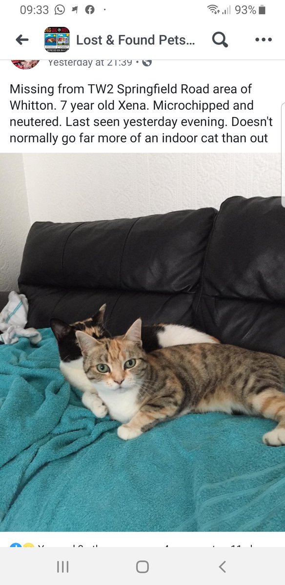 julie_twickers's tweet photo. Young cat missing TW2 Springfield Rd area Whitton. Please check bike sheds / sheds / garages in case she is accidentally shut in @TwickenhamPets @Whittonvillage @SsPJ_Whitton @LoveWhitton @WhittonCommCtr @WhittonSport pls RT &amp; help find her https://t.co/2AjN9R9rpA