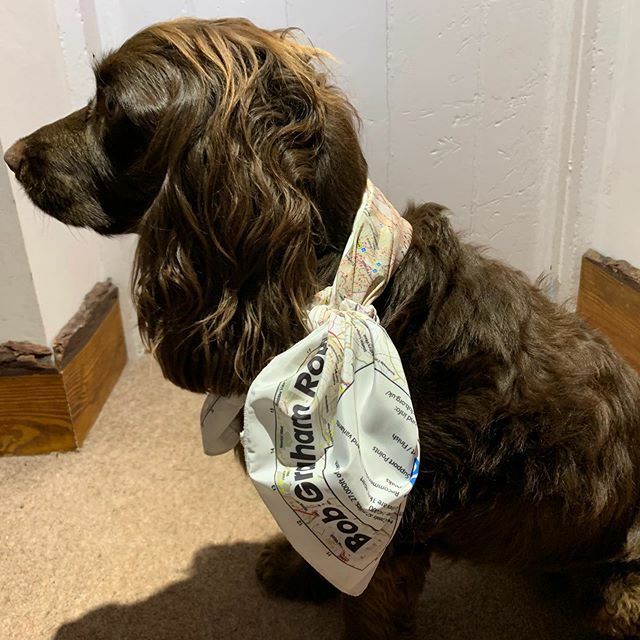 Saturday: Luna being ready for day 2 of her #doggraham attempt. Paws were a little stiff but the enthusiasm was not any less! 
#bobgraham #littlepaws #bigadventures #barkpost ift.tt/33bBxwv