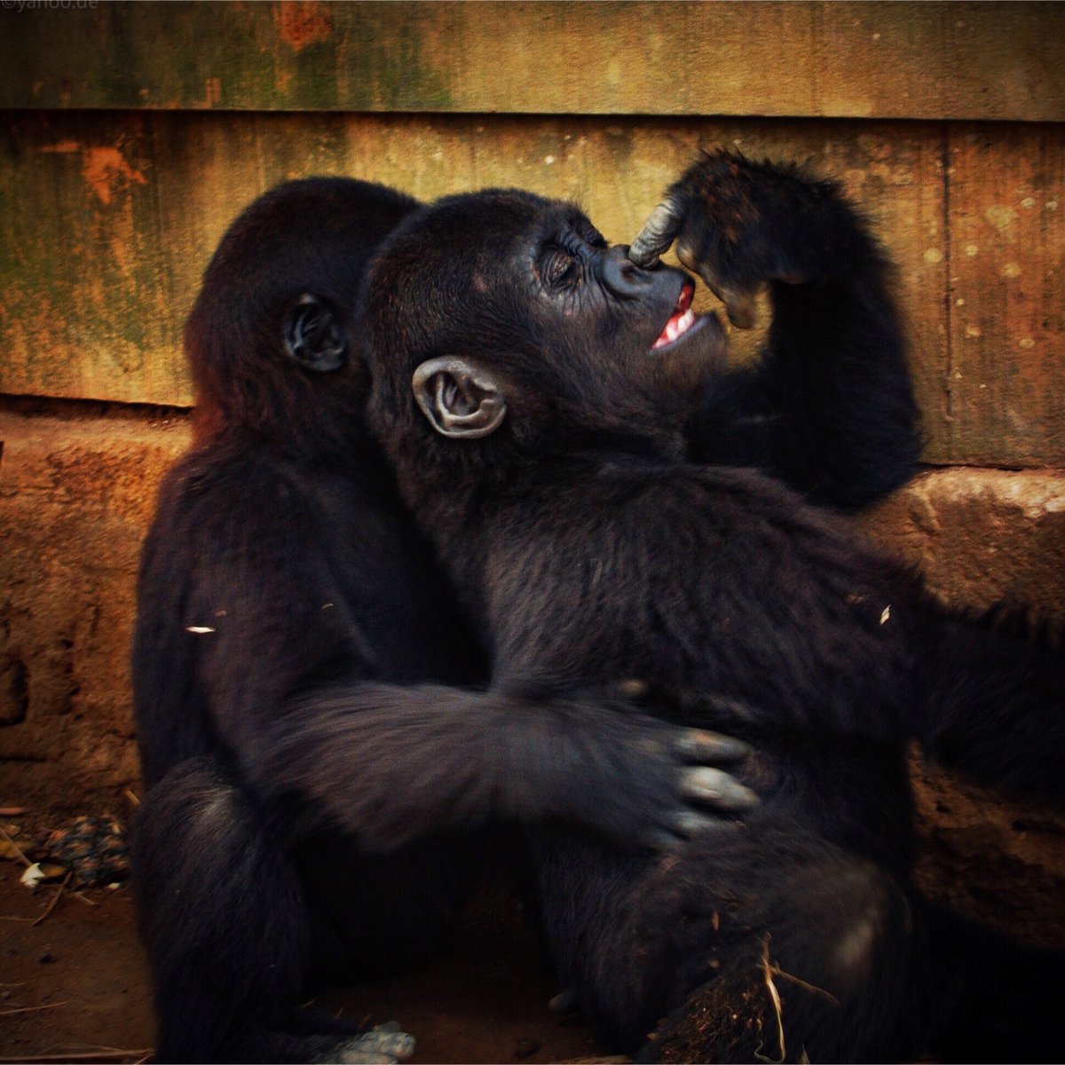 hoschibern's tweet image. Erstellt mit adobe.com/go/psx