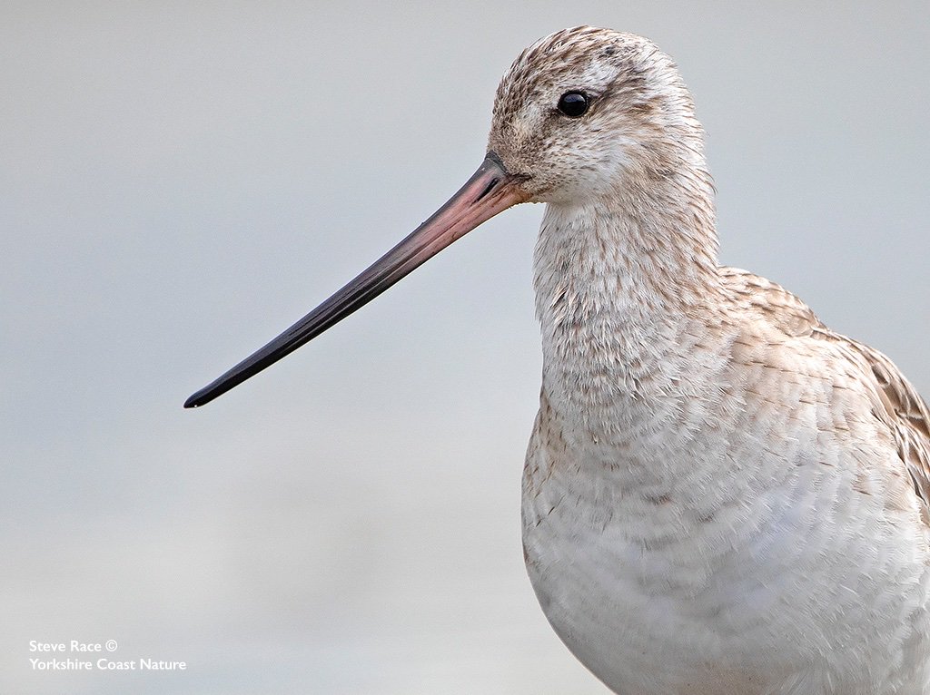 A magical moment when a stunning Bar-tailed Godwit looks straight down the barrel of your lens #priceless #whatabill @WildlifeMag @BBCEarth @BBCLookNorth @BBCSpringwatch @BirdGuides @BirdwatchExtra @YCNature @DiscoverCoast @Natures_Voice @BirdPOTY @NHM_WPY @waderquest @VisitYNT