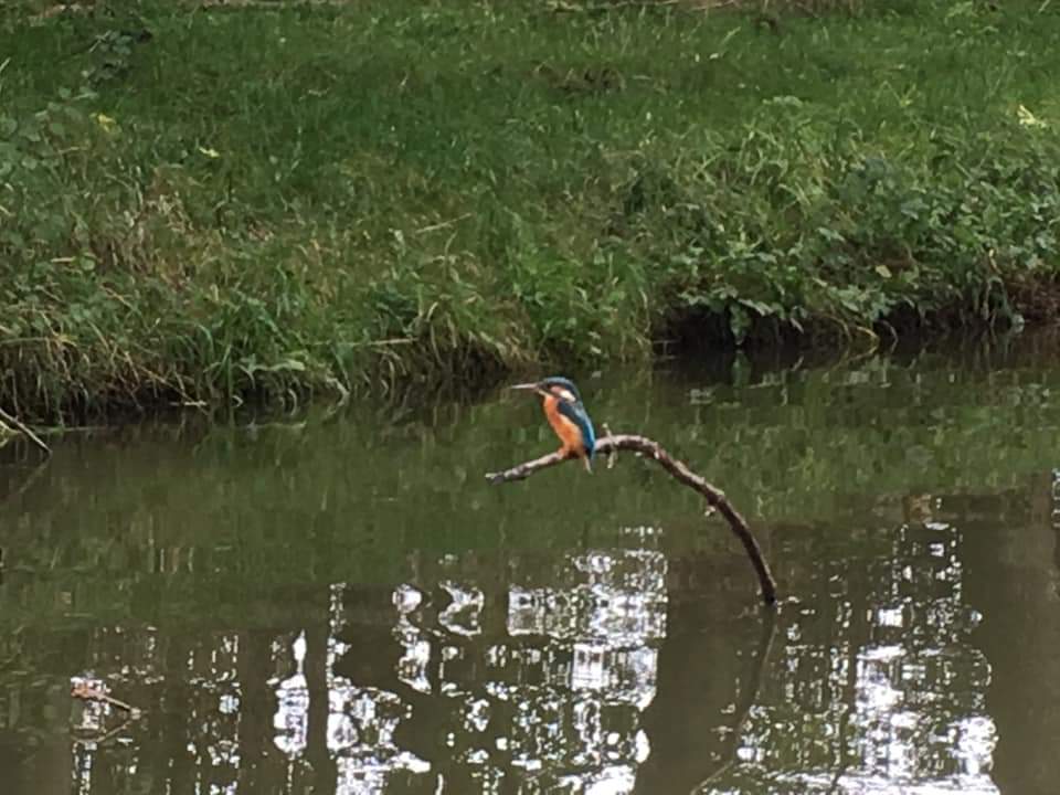 crawler1970's tweet photo. Great Paddle session along the Grand Union Canal from Market Harborough to Kibworth Bridge.
Plenty of wildlife, especially Kingfishers ๐
Halfway point #bridge61 @FoxtonLocks1 Great pint.
Hot Soup, Tiger Bread warmed on my stove sorted for next half.
@CanalRiverTrust @LOPCentre https://t.co/PTk9kv16vw