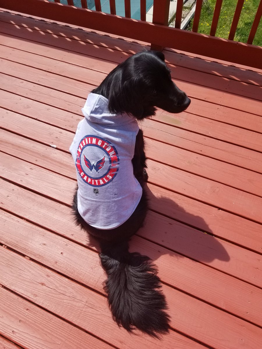 cci_duchess's tweet photo. Hi @CapsPup! I'm @profdavek's CCI Service Dog, Duchess. I love helping him everyday and really enjoy going to @Capitals games with him. Maybe we could meet one day?! @NBCSCapitals #ALLCAPS https://t.co/zd6AcCC9AI