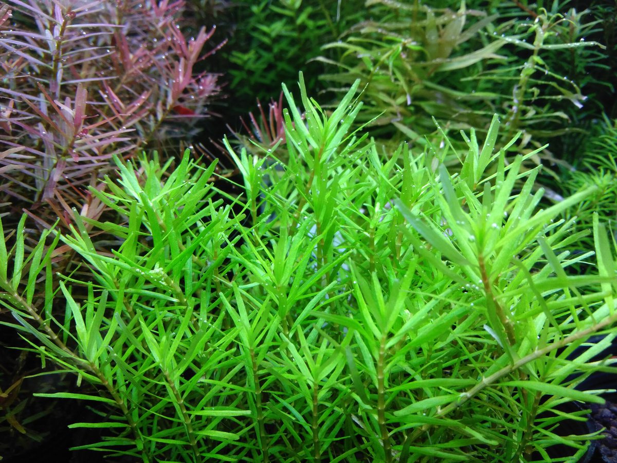 ロタラspスパイキー