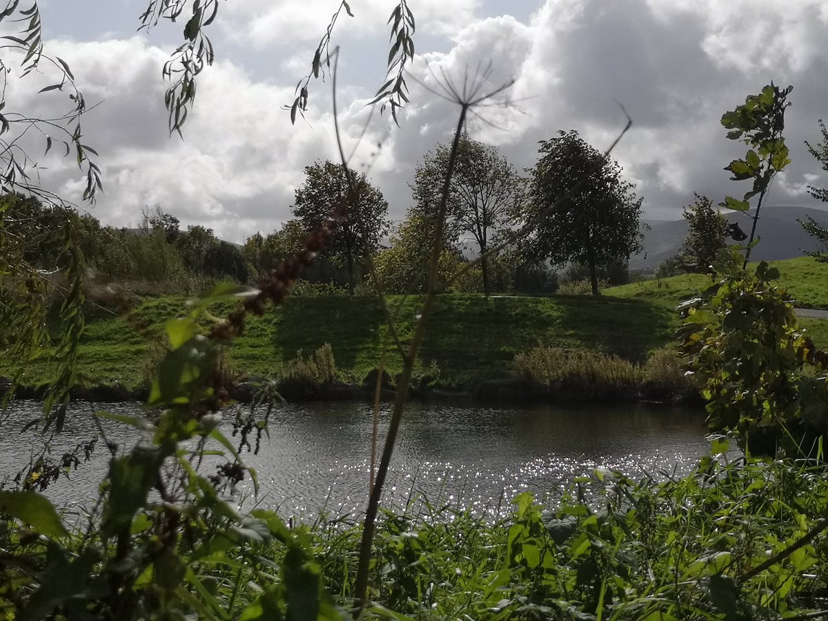 savedodderpark's tweet photo. It's a shame that @sdublincoco show no concern toward our local #ecology our #biodiversity and our #wildlife and not only that they show no concern for the management of natural #beauty it seems their gift is for the management and creation of the ugly... https://t.co/jKFMLJKMnv