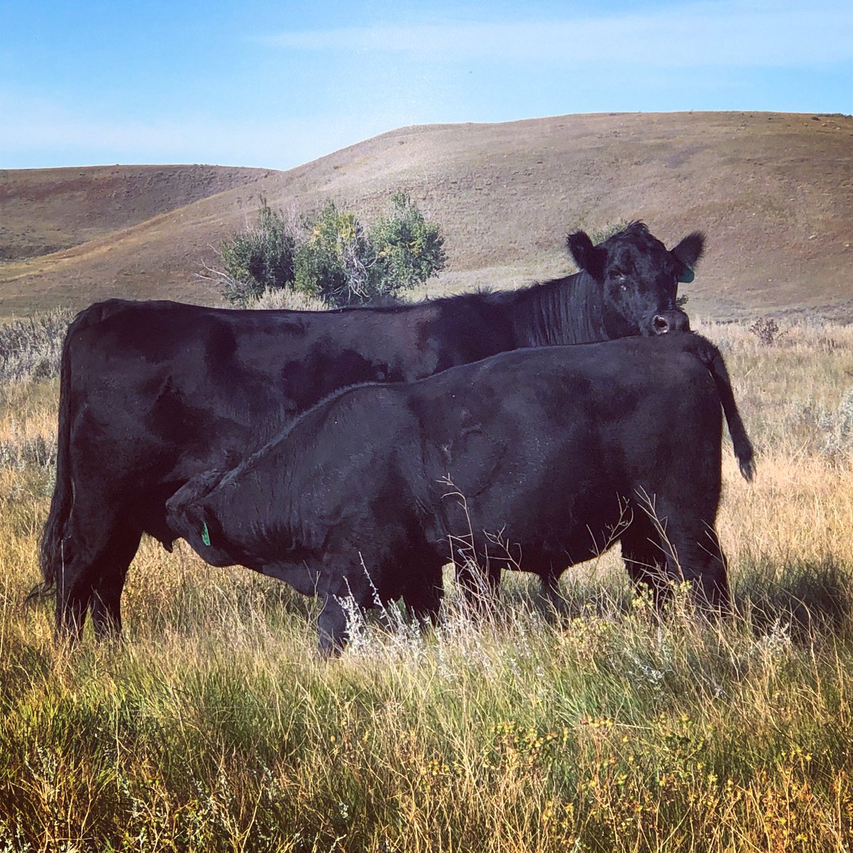 NissenAngus's tweet photo. Get signed up for our email list and get the latest updates and info on our program. It’s easy to do - visit www.nissenangus.come to get on the list! #nissenangus #eatbeef #angus https://t.co/WuBoqhdBlW