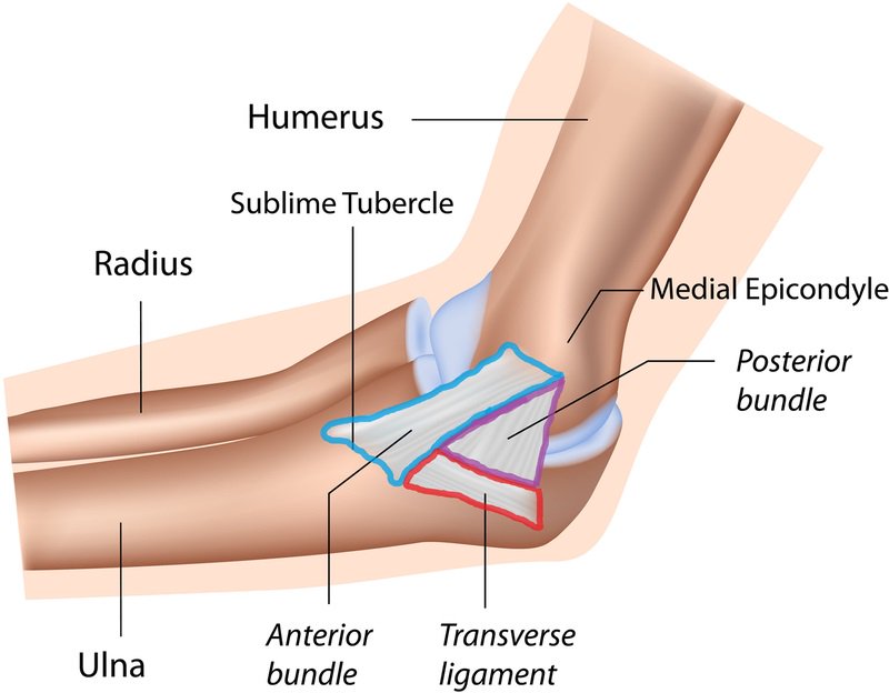 CSMRonline's tweet photo. Elbow Ulnar Collateral Ligament: Injury, Treatment Options, and Recovery in Overhead Throwing Athletes by Zaremski and colleagues: https://t.co/XrTBMnlTC5
#OpenArticle https://t.co/kNS2rEJrJ4