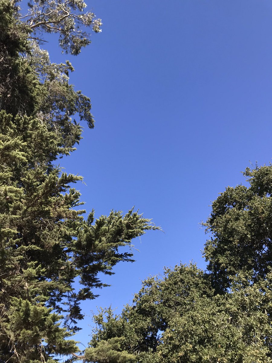 The sky is so intensely blue it shocks and humbles my eyes, it’s autumnal clarity mixed with sunlight is purely, brilliantly truth #natureverse #fall #autumn #october #santacruz #sky #museumofnaturalhistory #tinyhousetheater
