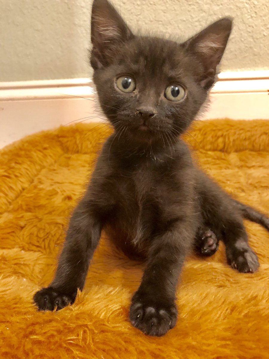FurryNationSalv's tweet photo. #Solo here! Yup- looking cute as ever, wouldn’t you say?😺 Did you know that I still haven’t found my home yet? I know I can’t leave till the 17th of October, but she’s accepting early applications. I’ll be on the CW18 LIVE (Wesh 2) morning show with her so yeah- I’m kinda famous https://t.co/G0HGc3oMwB