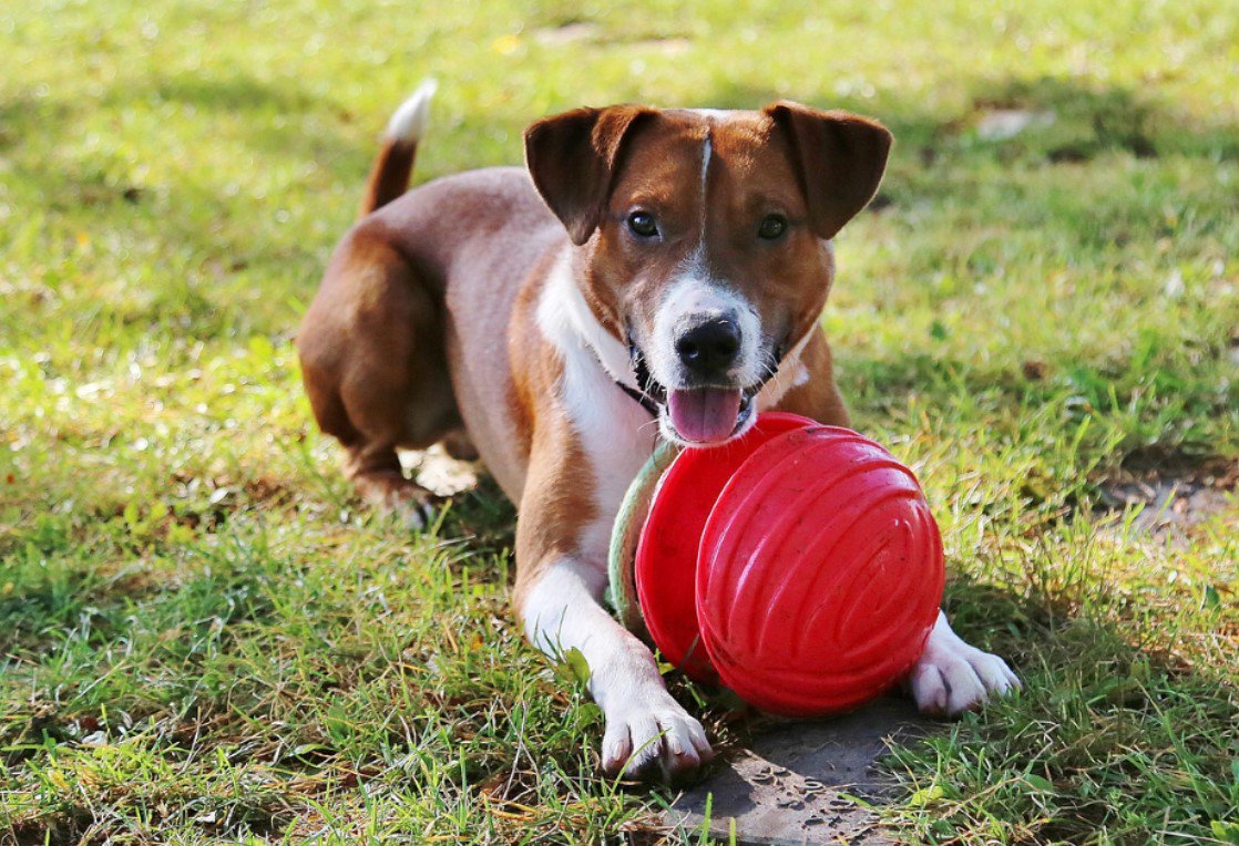 cthumane's tweet photo. When you head out to run errands, and your pup stays home, does he get a special toy to stay entertained? (Gotta love frozen peanut butter kongs!) #PetTips #GottaGetCreative https://t.co/KG1sKikpfo