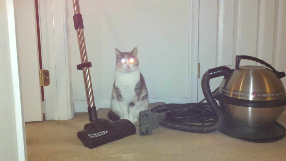 JWButta's tweet photo. Housekeeping Supervisor 

#JobsForCats https://t.co/fZgwOW7GVe