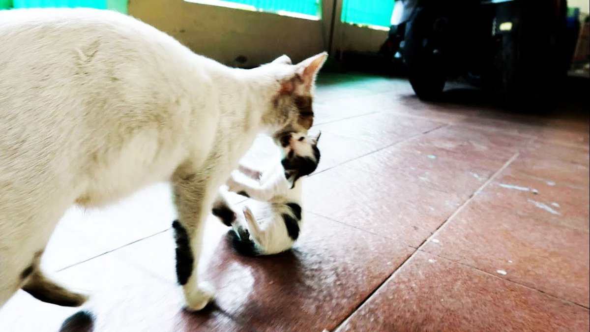 MeowMoeDotCom's tweet photo. Mother #Cat and #Cute #Kitten in the Box try ...
#Cats #Cat #Kittens #Kitten #Kitty #Pets #Pet #Meow #Moe #CuteCats #CuteCat #CuteKittens #CuteKitten #MeowMoe
#Animal #Animals #CatChattering #CatChirping #Cats #CatsAndKittens
https://t.co/XTVuV2Ilxl
. https://t.co/j0iiBYGguz