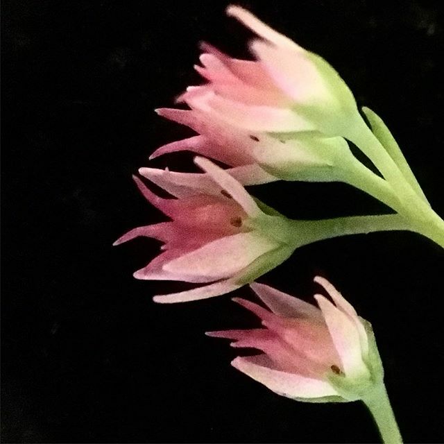 tatjana1o1's tweet photo. flower .
.
.
#inmybackyard #inmybackgarden #flowers #hackneygarden #hackney #londongarden #london #pinkflowers https://t.co/ek3xVAPJKq https://t.co/0QNnf0Rs3I