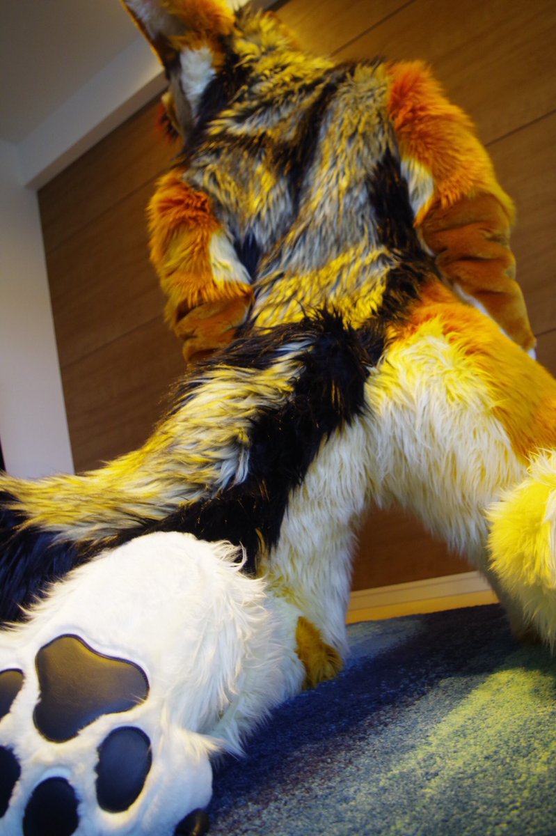 Whiskey (@whiskeyjackal7) on Twitter photo 