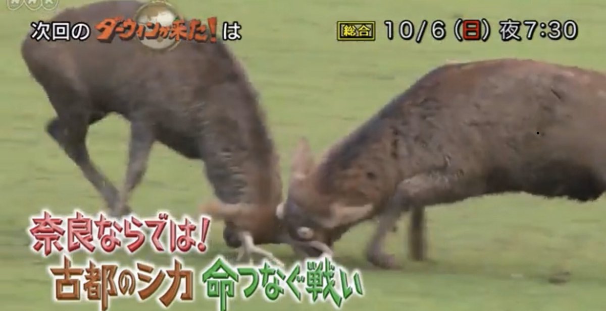 ダーウィンが来た X 奈良の鹿 Hotワード