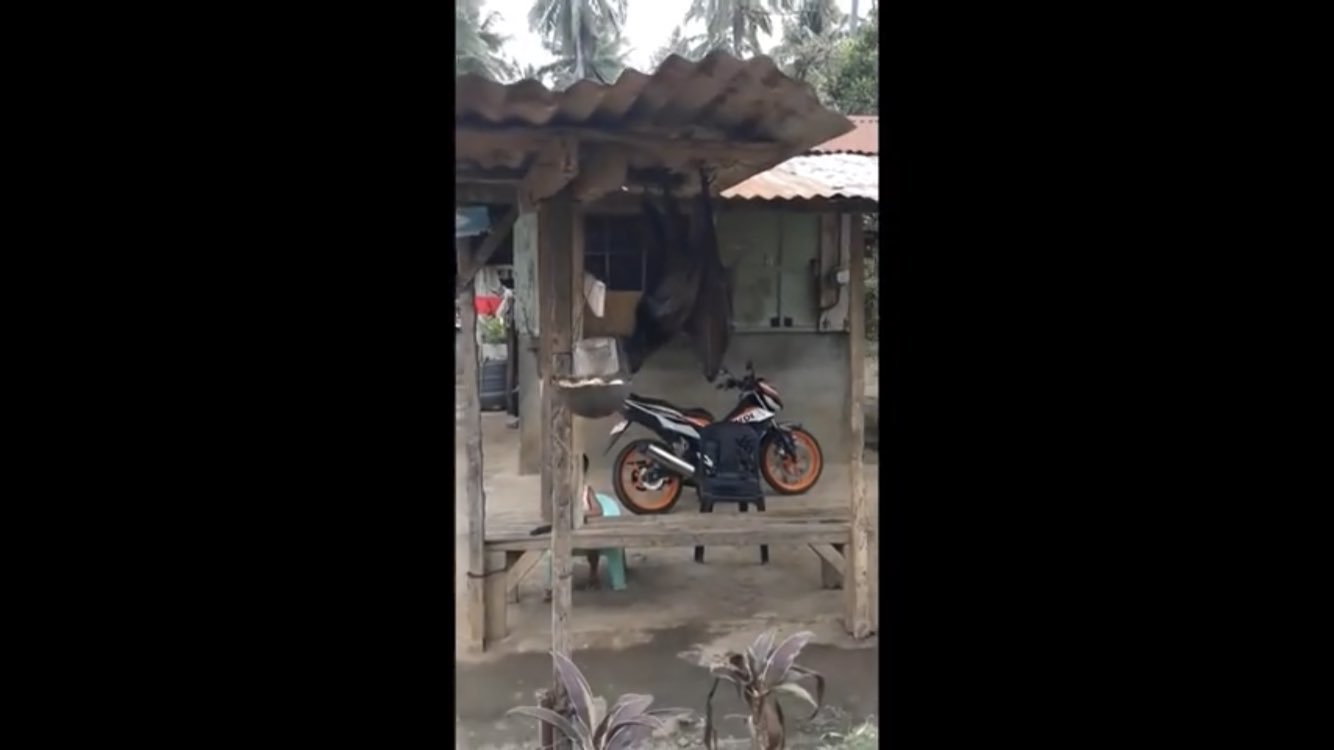 Vubgftgg5ccxfli フィリピンオオコウモリは嘘