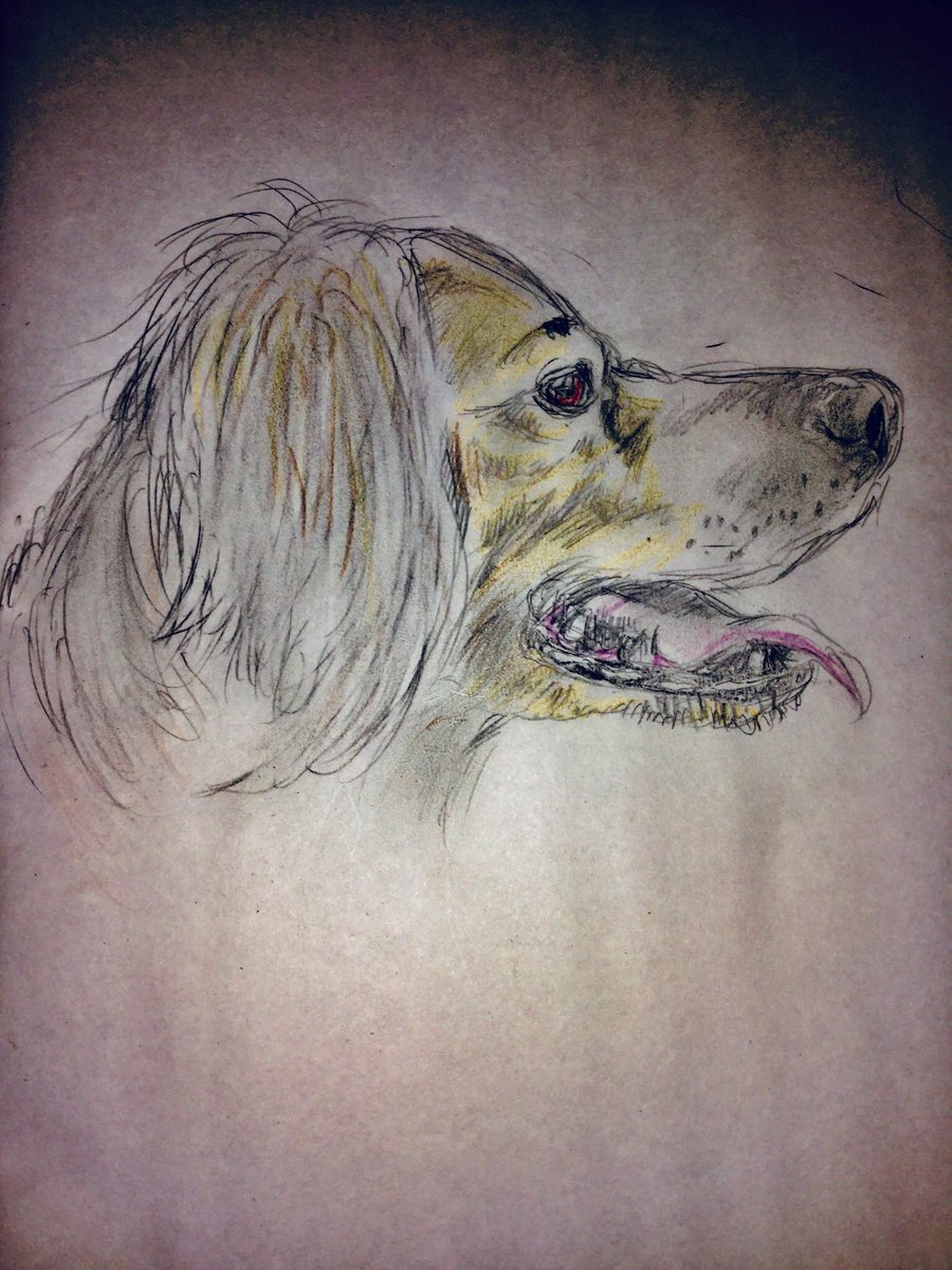 Judas Twitterren 172犬種め 第7グループ 手描き イラスト 色鉛筆 色鉛筆画 動物画 犬の絵 鉛筆画 犬図鑑 アナログ絵 アナログ画 ブリタニースパニエル