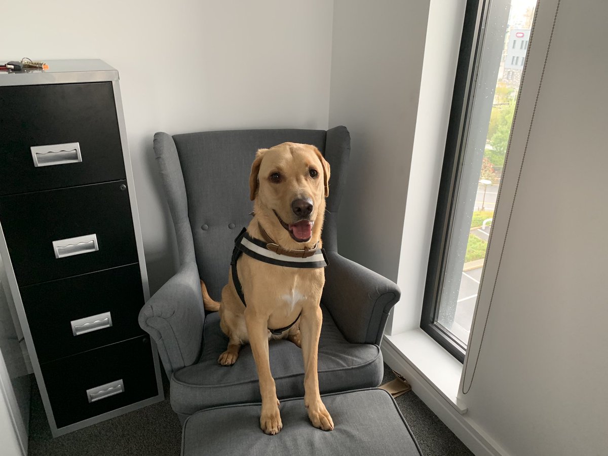 PositSoftware's tweet image. Our Chief Morale Officer Bertie popped in on this rather grey Sunday to boost the teams spirits!