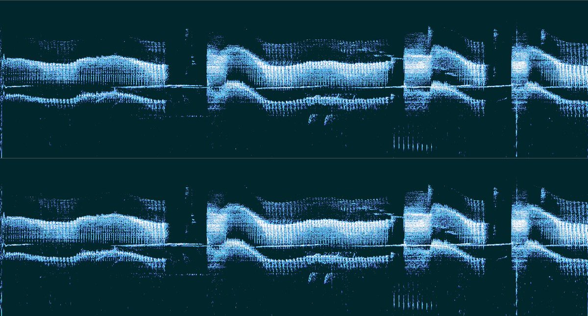 BLSoundHeritage's tweet photo. Wacky wavy and wonderful spectrogram here courtesy of the Rufous-breasted Leaftosser of South America. #SpectrogramSunday https://t.co/KPULmUWGiu