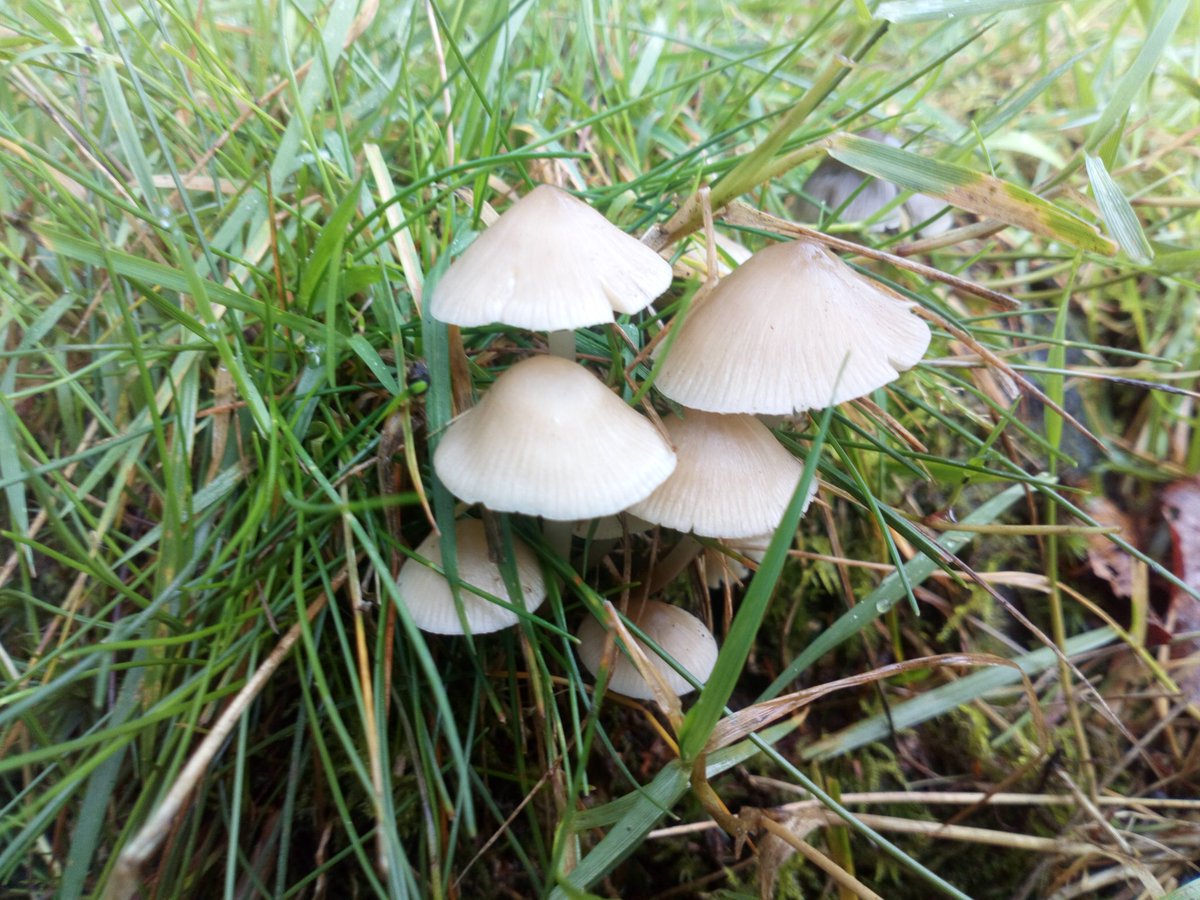 forestschoolNW's tweet photo. Had a fantastic group out in Staveley Woodlands this morning celebrating #ukfungusday lots of interesting finds! 😀 🍄 @cumbriawildlife @Team4Nature #fungusfun #LoveWhereYouLive https://t.co/0Ez8SItaMx