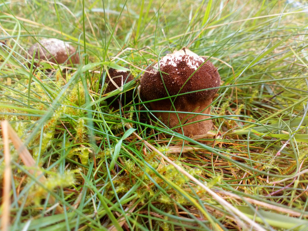forestschoolNW's tweet photo. Had a fantastic group out in Staveley Woodlands this morning celebrating #ukfungusday lots of interesting finds! 😀 🍄 @cumbriawildlife @Team4Nature #fungusfun #LoveWhereYouLive https://t.co/0Ez8SItaMx