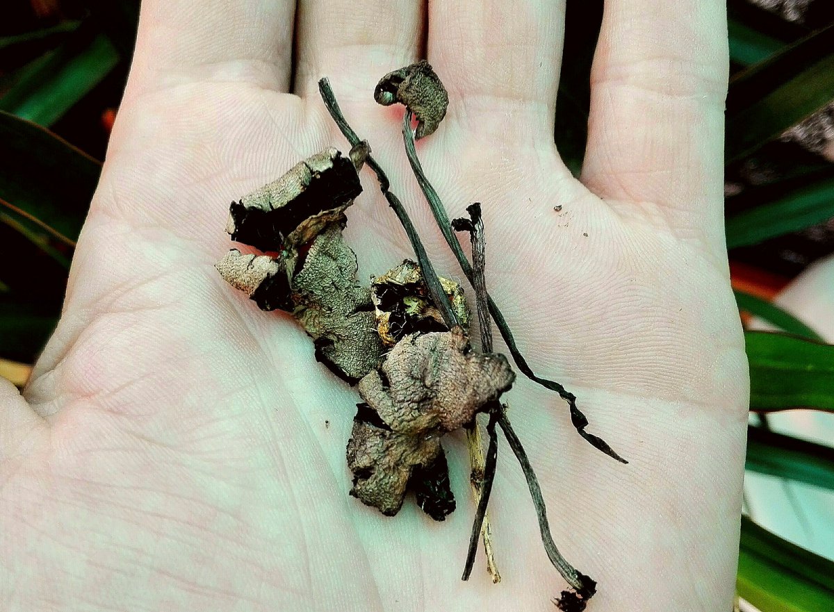 GalgoCallejero's tweet photo. Es bien sabido q la naturaleza es muy sabia... voy a ilustrarme pues... #Psilocybe #Monguis #Psicoactivos #Psilocibina #BoletsCatalunya 🍄 https://t.co/U6OB6yElP3