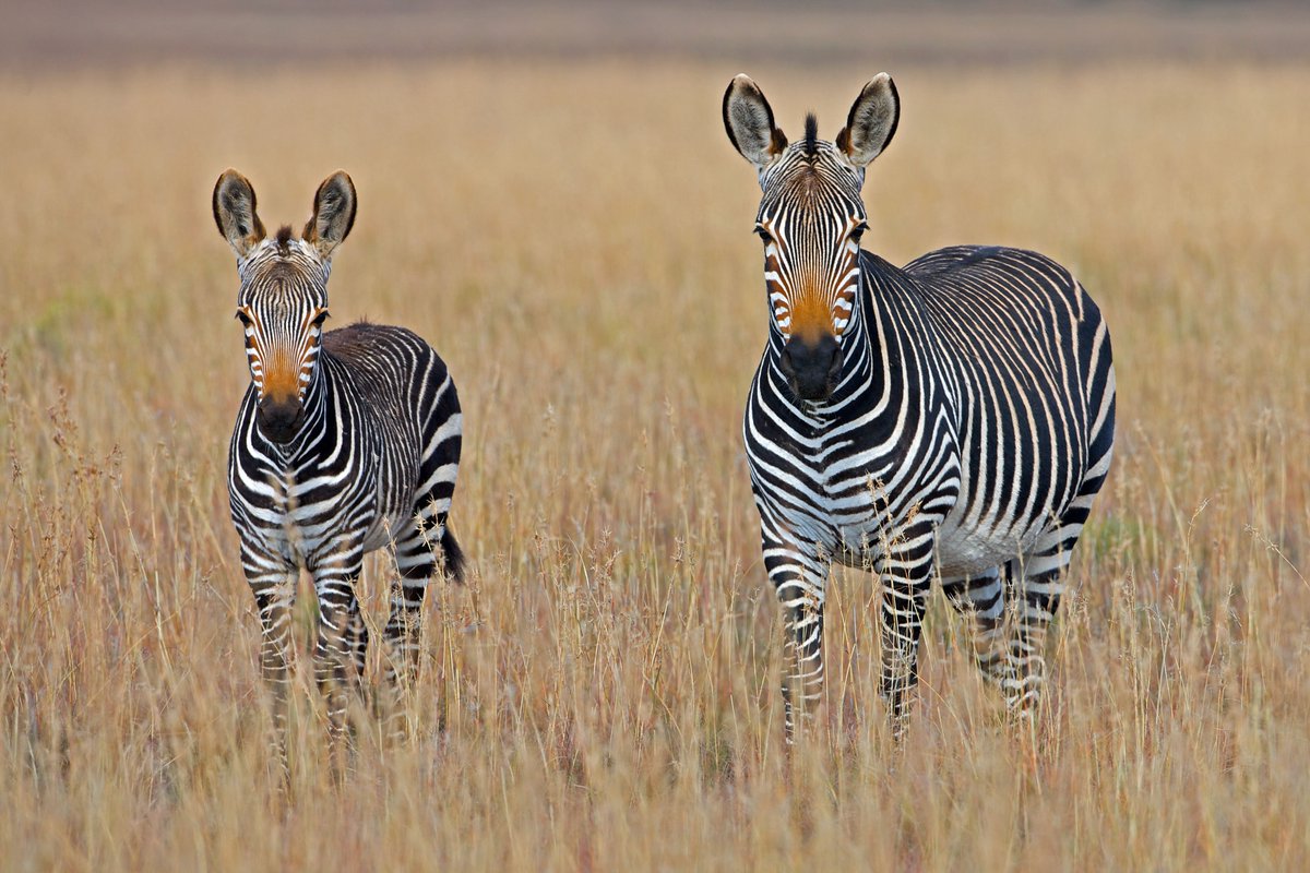 WildSafariShow's tweet photo. The @Avis 360 VR Travel Theatre at #WSTS19 is NOT to be MISSED. Highlights include – Discover South Africa, Whale Watching, Bird Watching and Valen’s Reef a special feature by @ConservationOrg
Find out more >> https://t.co/DbknKYOIZ2
#Safari #Wildlife #Conservation #Travel #VR https://t.co/gWjwBdWuWU