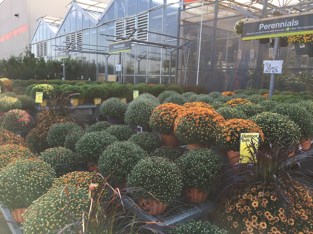 PPSKare's tweet photo. Good Morning @THD 3629 Wilm NC! Cool temps and abundant MuMs. #happyFallAll @StacyWaltonTHD @tarheelbc @Stephen_E_Camp @StacyWaltonTHD https://t.co/NRkLx870No