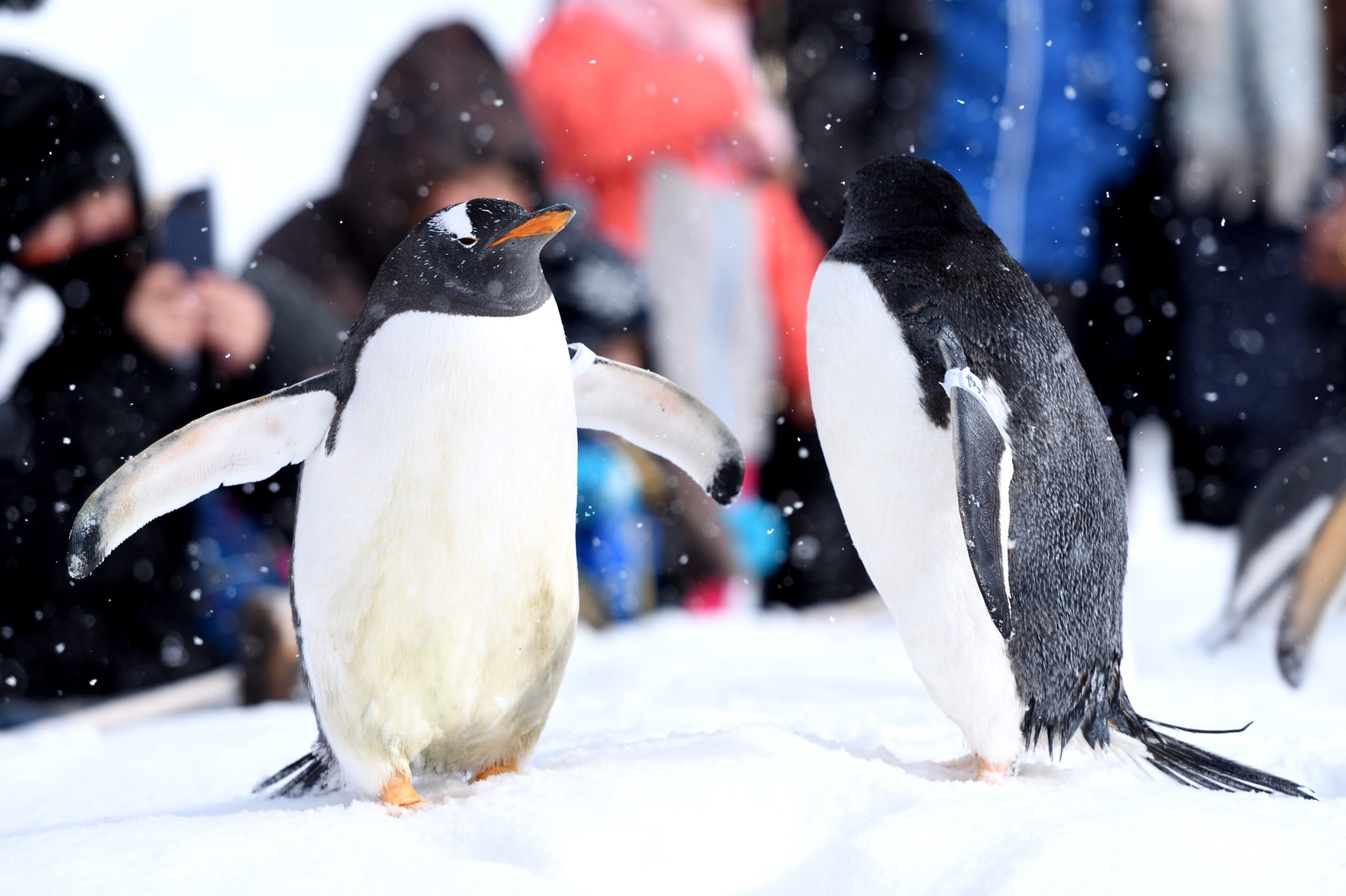 しおたん 名曲enraiを収録 冬は露天風呂アザラシ見れないけど ペンギンの雪合戦 が可愛いので是非 ドドーンとおたる水族館へ T Co Grlqq0ksqi Twitter