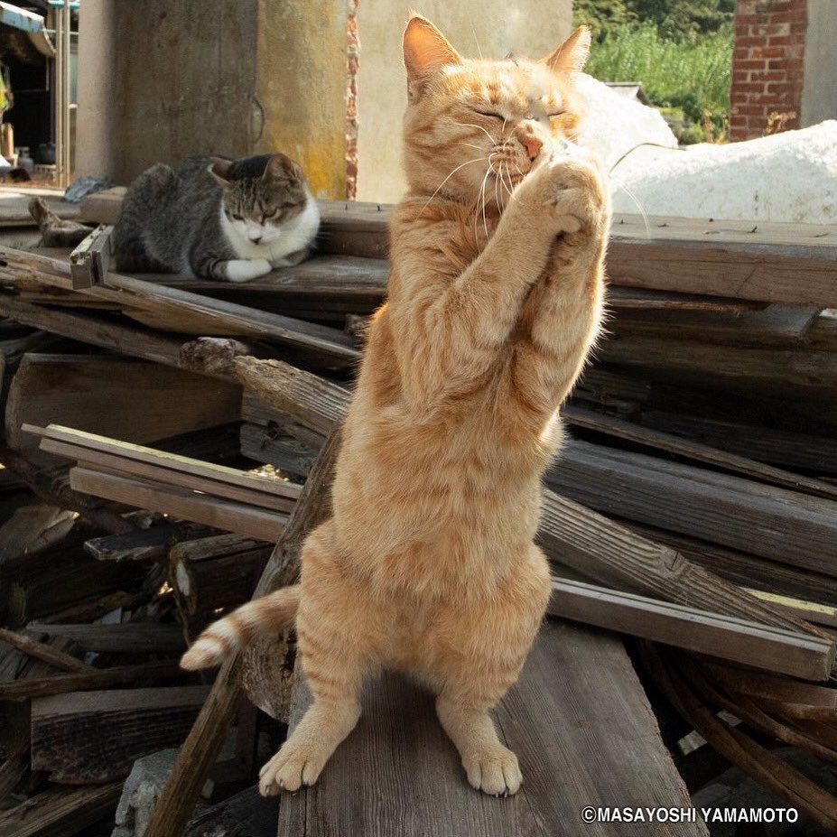 お祈りにゃんこ。平和。
Prayers for peace. 
#しまねこ #島猫 #ねこ #猫 #猫写真 #nekoclub #島猫部 #東京カメラ部  #7catdays #cat #お祈り #got 
#立ち猫