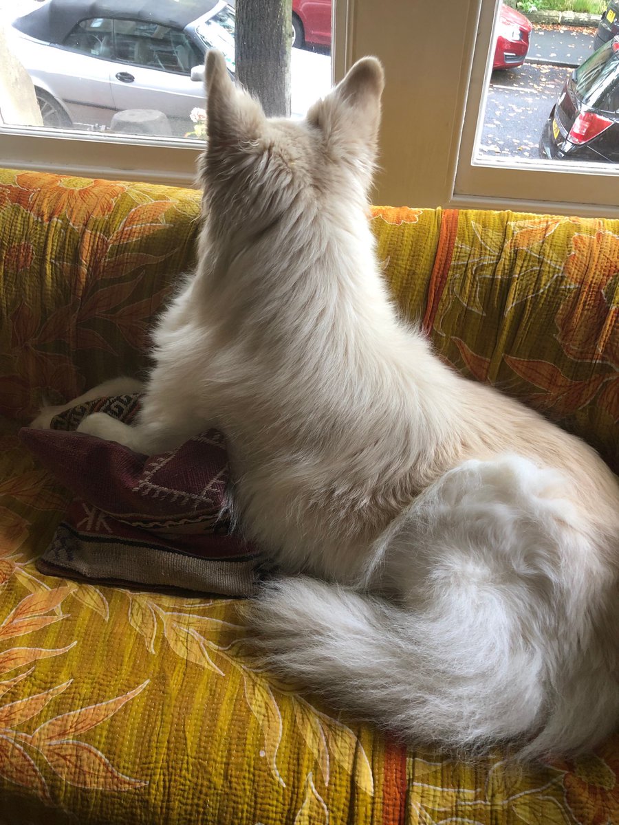 Cat watching favourite place Petal’s sofa #Harrogate #autumnvibes