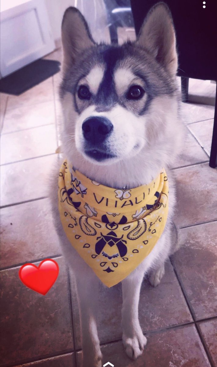 My little wolf is ready for the grand final against @FNATIC 😈💪 let's go see you on the stage 💪💪 @TeamVitality #VforVictory @DreamHackCSGO #DHMastersMalmo @HereBeHuskies #husky