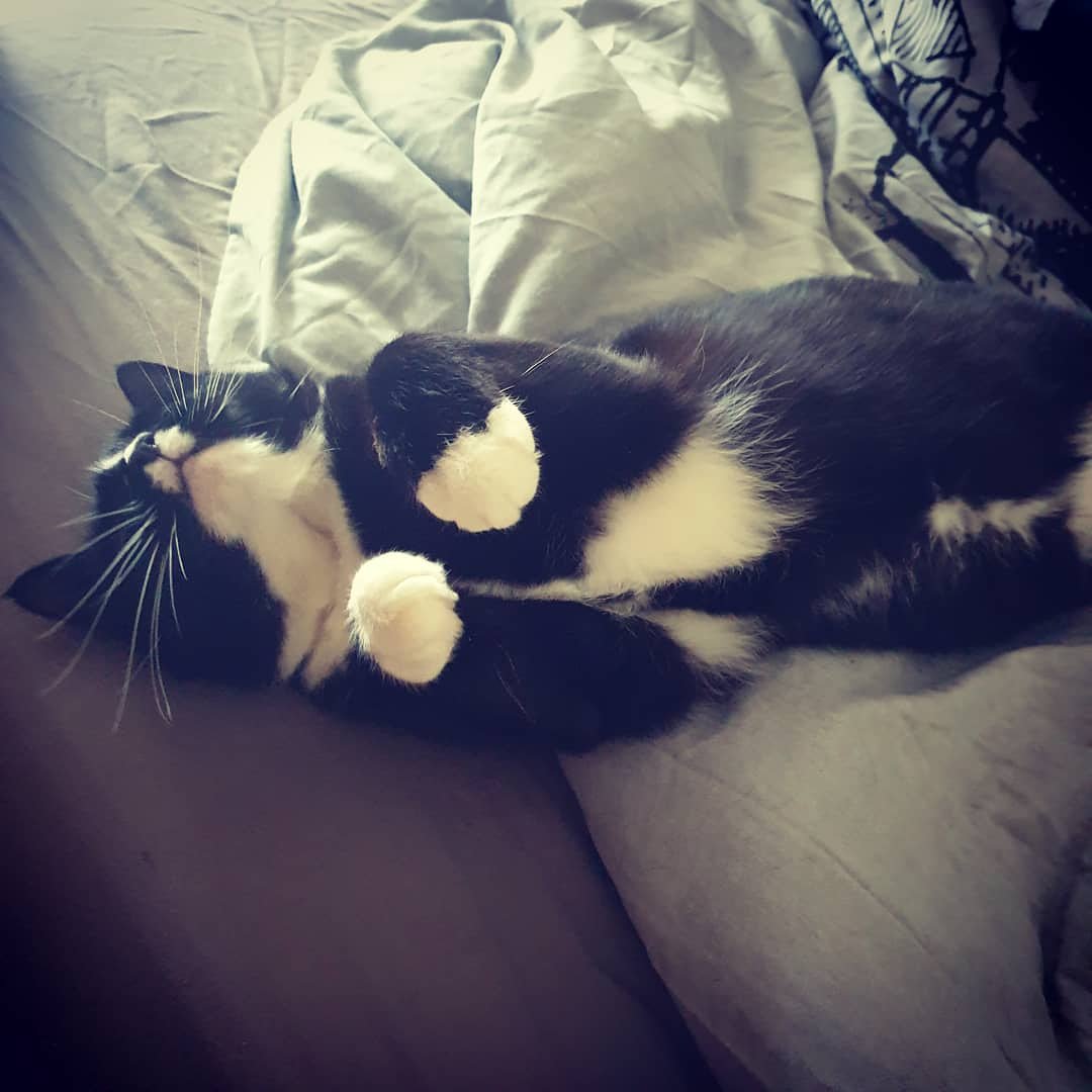 moobag_23's tweet photo. Sleepy Sunday 

#october2019 #blackandwhitecat #blackandwhitecatsofinstagram #ripleytheblackandwhite #catsofmargate #furbaby #catsofinstagram #cats #cat #cutecat #cutecats #sleepy #sleepingcat #cats_of_instagram #catstagram https://t.co/56IOaMjlu3