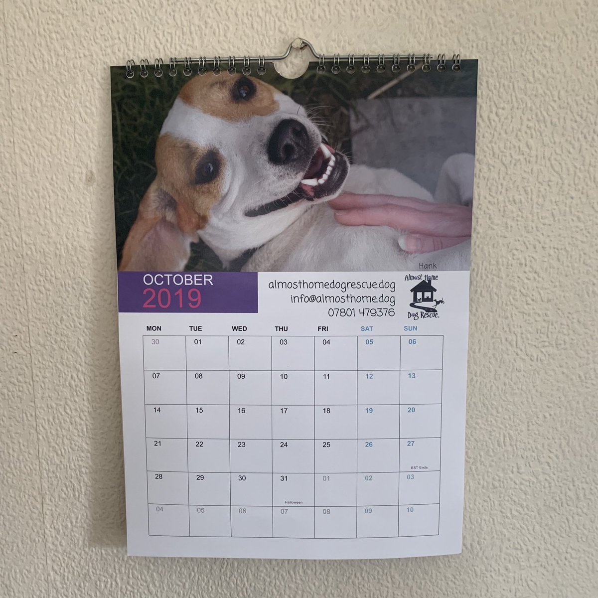 BeagleMarvin's tweet photo. October is my month of fame as I’m the pinup for the Almost Home charity calendar 2019
#calendardogs #rescuebeagle @AlmostHome_Dog #dogsoftwitter #marvin https://t.co/uFuU8rjsiO