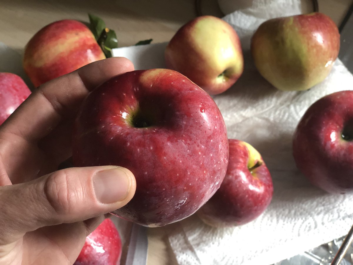 MaxEmu5's tweet photo. #Fresh vs #supermaket 

(Apple on the left) Picked from our Grandad’s apple tree 
(Apple on the right) picked from Asda 
Not only is the natural fresh picked apple almost double in size they are by far the juiciest apples I’ve ever tasted #juicyapples #homegrown https://t.co/tb6FEBrgB0