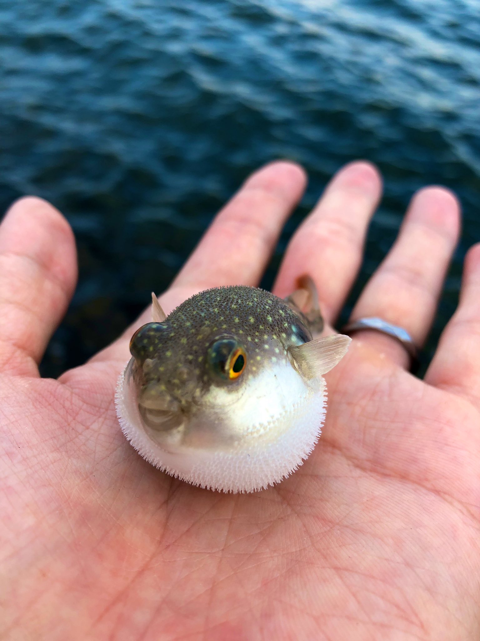 かぶとむし太郎 在 Twitter 上 フグが可愛すぎてみんなに見せたい T Co Ww4hcubi3o Twitter