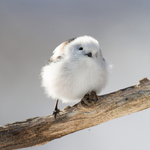 リアルツイッター 美しすぎる鳥 マウンテン ブルーバード が話題に 話題の画像プラス リアルツイッター 美しすぎる鳥 マウンテン ブルーバード が話題に 話題の画像プラス