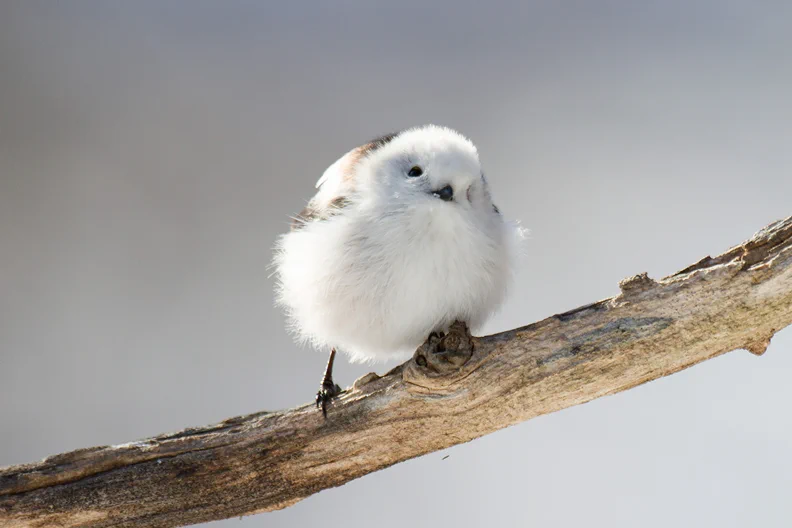 「シマエナガの眠り方」起きている姿も眠っている姿もかわいすぎるシマエナガをぜひご覧ください。